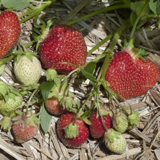 Allstar Strawberry Plants